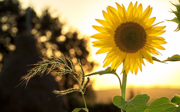 Sommeröffnungszeiten der Gemeindeverwaltung / Betreibungsamt während den Sommerferien