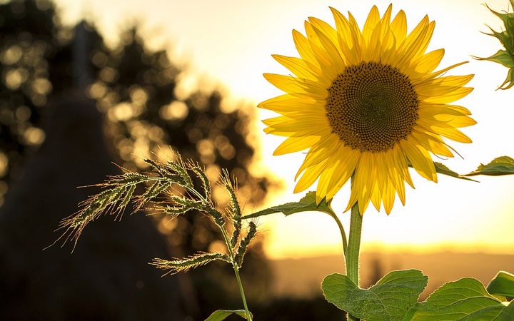 Sommeröffnungszeiten der Gemeindeverwaltung / Betreibungsamt während den Sommerferien