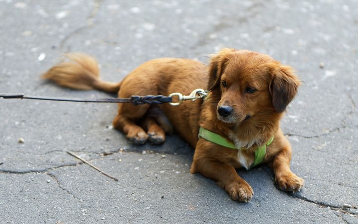 Leinenpflicht für Hunde seit 1. April bis 31. Juli